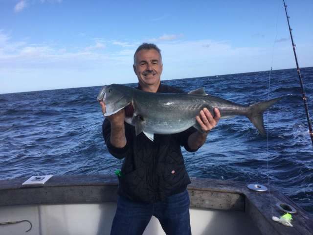 Block Island Blue Fish